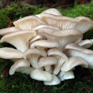 Racimo de hongos ostra frescos cultivados