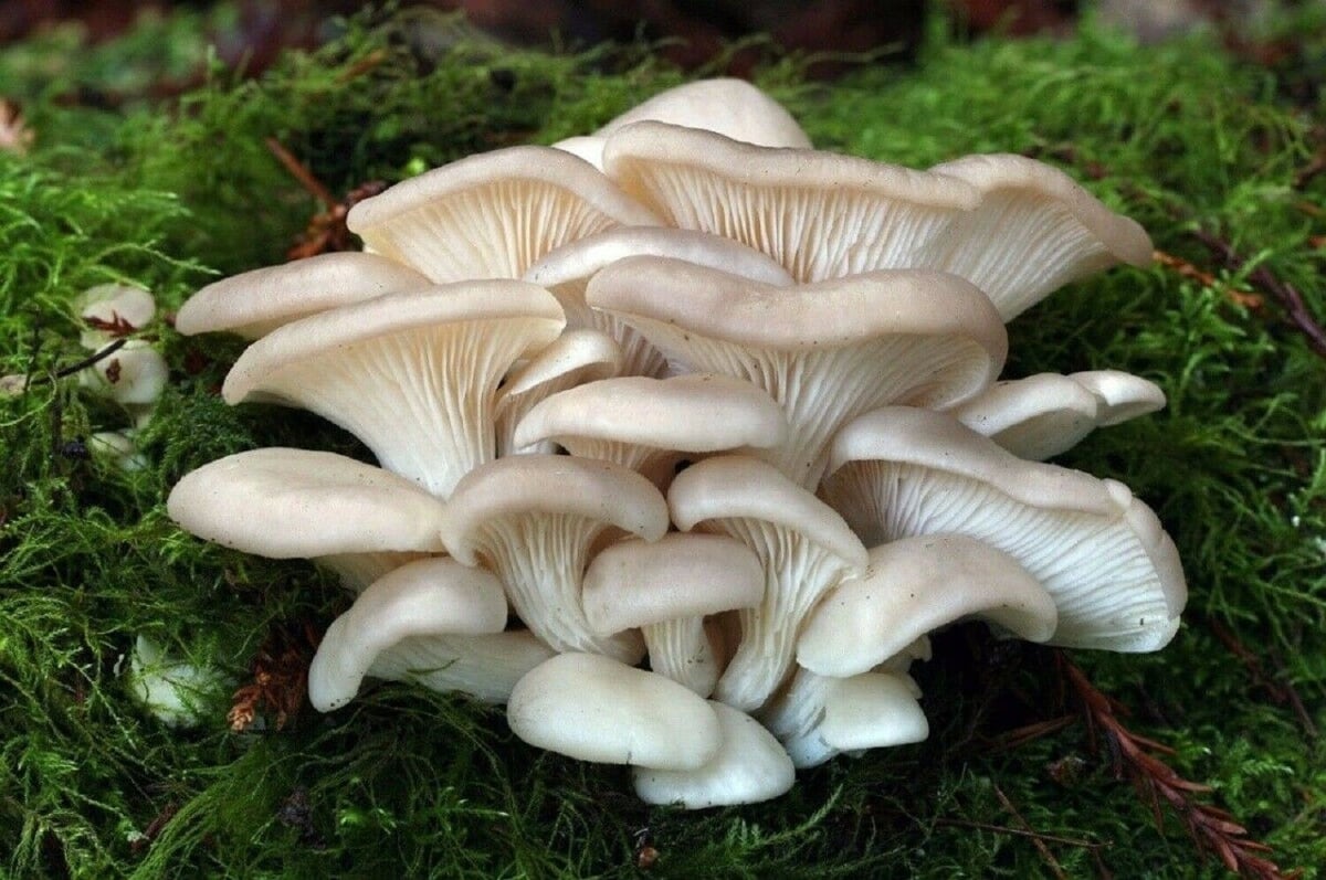 Racimo de hongos ostra frescos cultivados